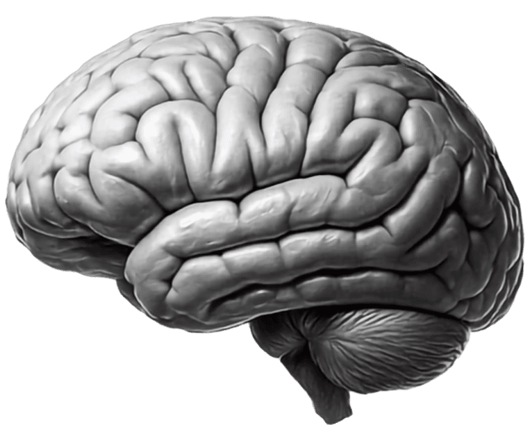 Brain